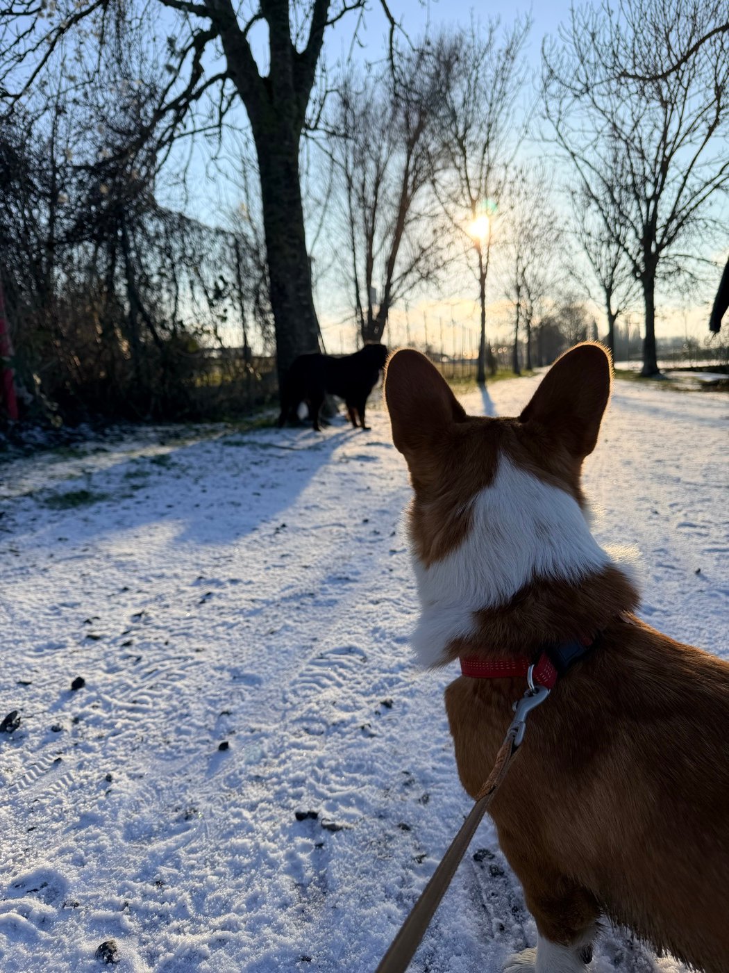 Astro, petit Corgi, en balade dans le jardin enneigé
