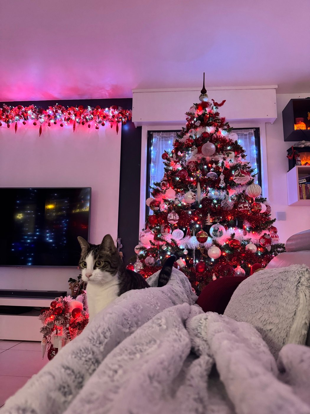 Sapin rouge et blanc du salon, avec le chat au premier plan